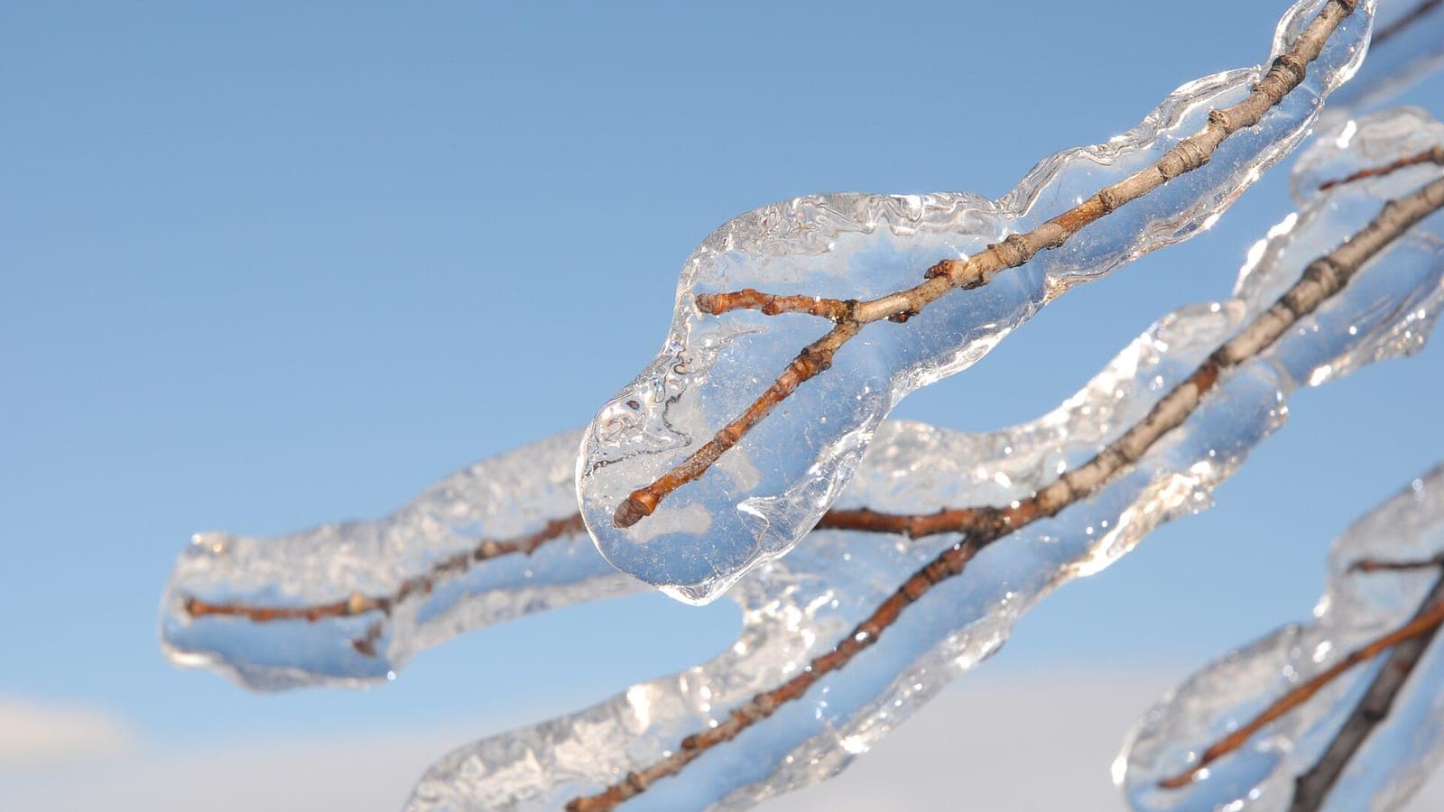A branch encased in clear ice after freezing rain