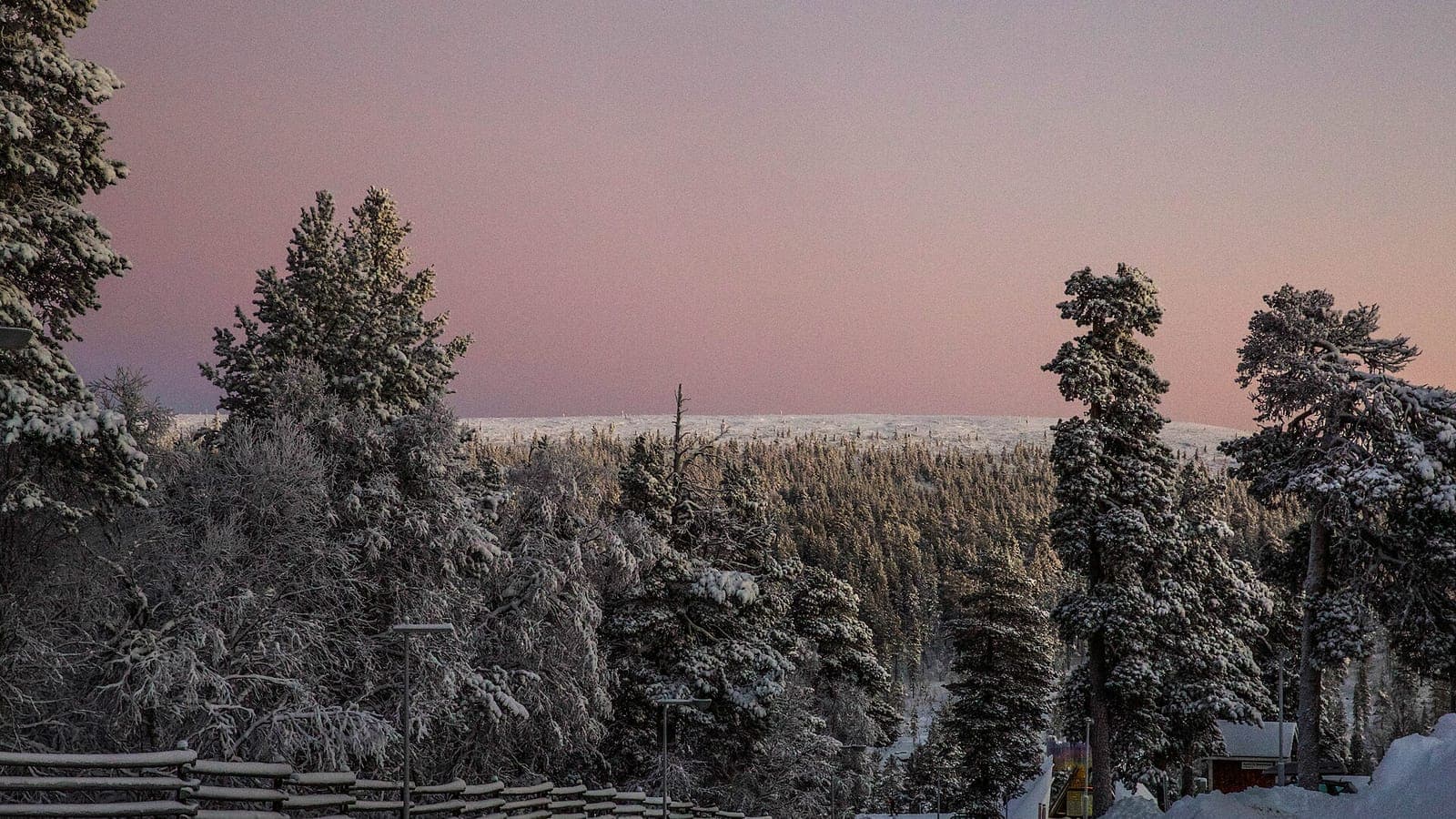 Snow-laden forest in the pink twilight of the polar night at Saariselkä, Finnish Lapland