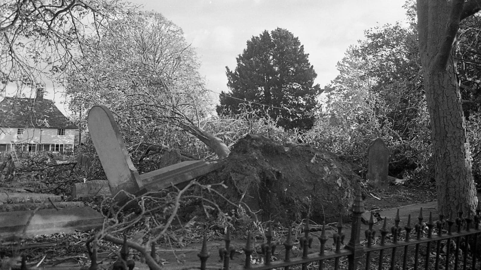 A large tree uprooted in Headcorn, Kent, after the Great Storm of October 1987