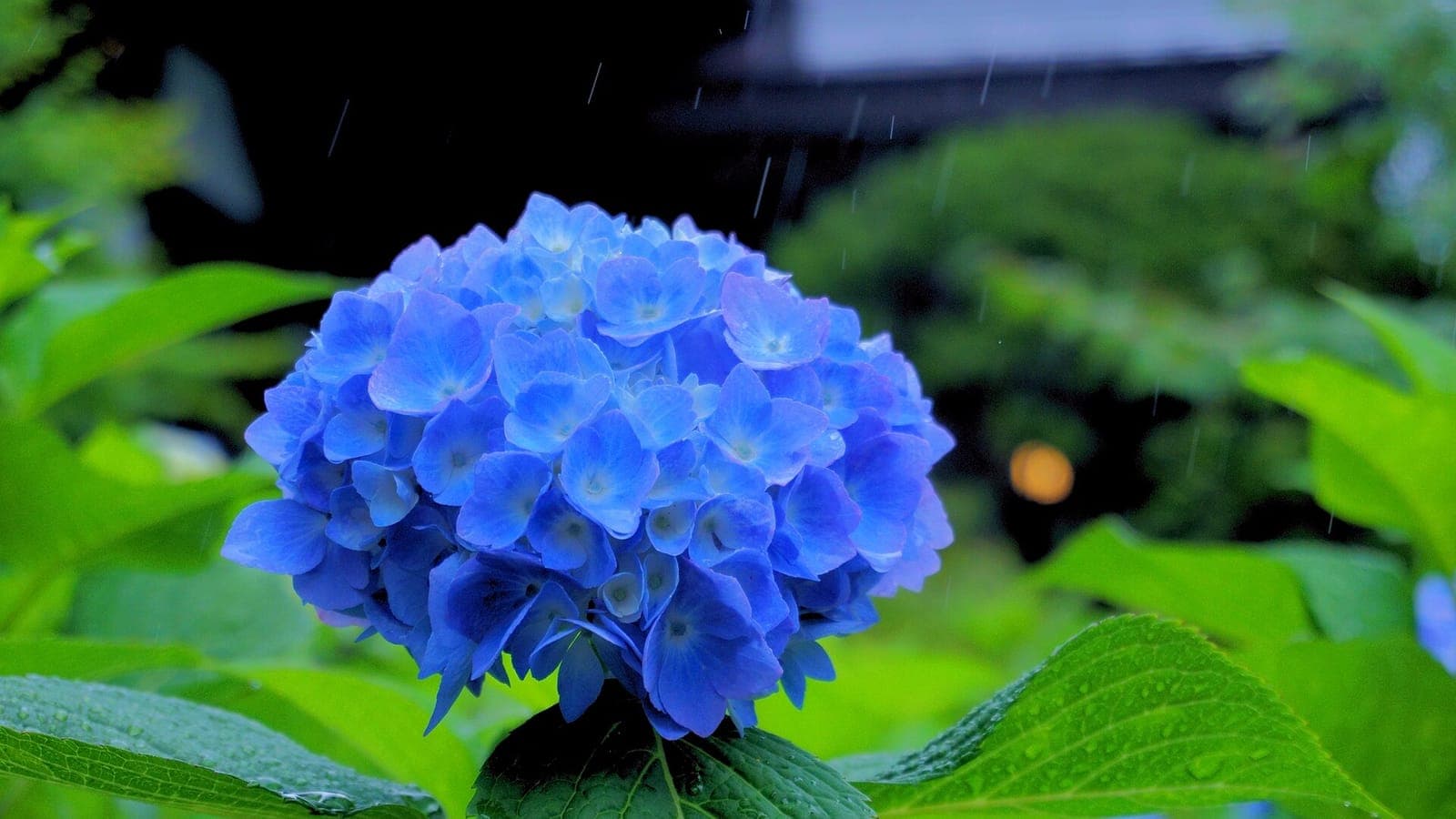Blue hydrangeas in the rainy season at Unshō-ji temple in Oga