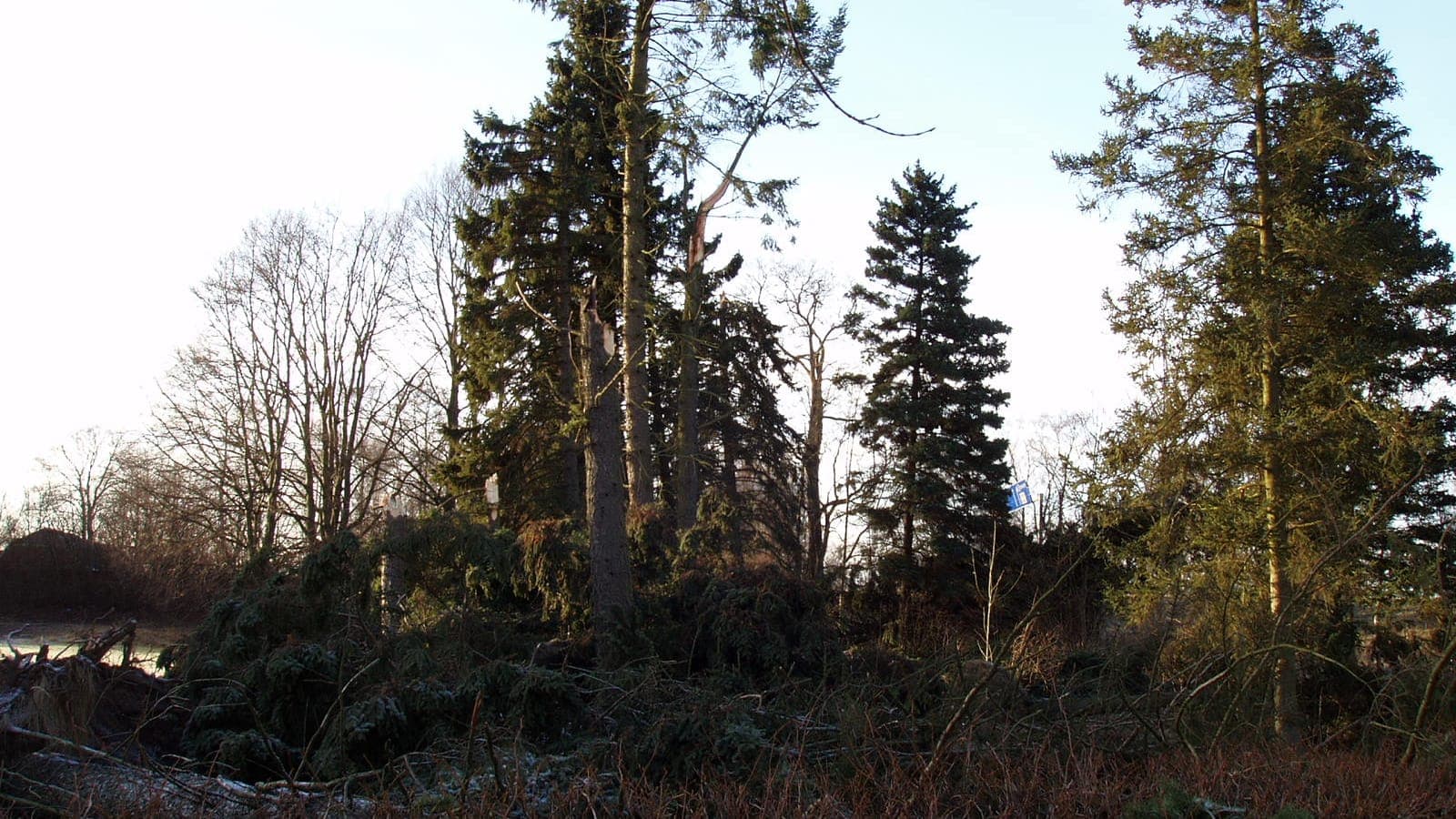 Storm-broken trees in a Swedish forest after Storm Gudrun, 2005